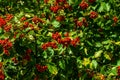 Red viburnum on blue sky background Royalty Free Stock Photo