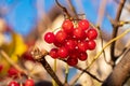 red viburnum on the branches. Close-up of red bunches of ripe viburnum on a branch in autumn sunlight