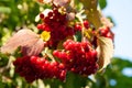 Red viburnum. Bunches of red viburnum berries on blurred foliage background with bokeh effect. Gardening autumn harvest. Selective Royalty Free Stock Photo