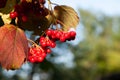 Red viburnum. Bunches of red viburnum berries on blurred foliage background with copy space. Gardening autumn harvest. Selective Royalty Free Stock Photo