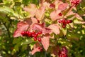 Red viburnum Bush