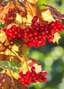 Red viburnum in a garden Royalty Free Stock Photo