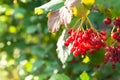 Red viburnum. Large bunches of red viburnum berries on a blurred background of foliage with a bokeh effect. Gardening autumn Royalty Free Stock Photo