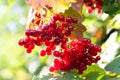 Red viburnum. Large clusters of red berries of Viburnum on a blurred background of leaves with bokeh effect. Gardening autumn Royalty Free Stock Photo