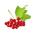 Red viburnum with leaf and berries Isolated on white background Royalty Free Stock Photo