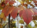 Red viburnum leaves in the autumn garden Royalty Free Stock Photo