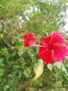 Colour full red flower