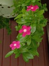 Red Vinca floor down hanging under roof