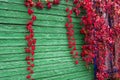 Red vine on the green wall of a wooden house. The concept of the seasons of the year - autumn. Royalty Free Stock Photo