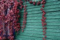 Red vine on the green wall of a wooden house. The concept of the seasons of the year - autumn. Royalty Free Stock Photo