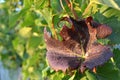 Red vine leaf.A glass of white wine. A bottle of wine. Vinnic. Ripe grape wine. Dark red grapes. Vineyard. Wine cellar. Royalty Free Stock Photo