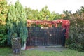 Red vine leaves on the gate and stairs in partial shade on a sunny autumn day. Autumn Royalty Free Stock Photo