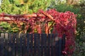 Red vine leaves on the gate and stairs in partial shade on a sunny autumn day. Autumn Royalty Free Stock Photo