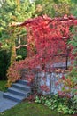 Red vine leaves on the gate and stairs in partial shade on a sunny autumn day. Autumn Royalty Free Stock Photo