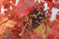 Red vineyards in the appellation of origin The valleys of Benavente in Zamora Spain