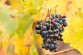 Red vineyards in the appellation of origin The valleys of Benavente in Zamora Spain