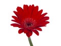 red vintage fresh gerbera flower isolated on the white background