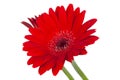 red vintage fresh gerbera flower isolated on the white background