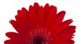 red vintage fresh gerbera flower isolated on the white background