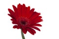 red vintage fresh gerbera flower isolated on the white background