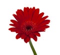 red vintage fresh gerbera flower isolated on the white background