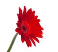 red vintage fresh gerbera flower isolated on the white background