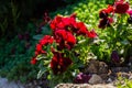 Red viola close-up grows in the spring in a flower bed Royalty Free Stock Photo