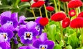 Red and violet garden flowers Royalty Free Stock Photo