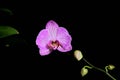 Red and violet Orchid composition. Royalty Free Stock Photo