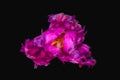 Red violet parrot tulip surrealistic fantasy macro,black background, fine art still life vintage painting style Royalty Free Stock Photo