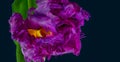 Red violet parrot tulip surrealistic fantasy macro