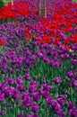 Red and violet tulips