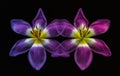 Red violet yellow vibrant tulip blossom pair macro on black background