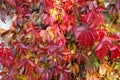 Red Virginia creeper climbing up on old wooden wall