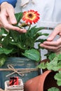 Red vivid color flower growing in flowerpot and womanâs hands around it, flowering flower in front of worker