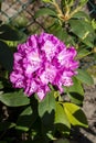 Pink single azalea rhododendron flower with green leaves