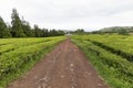 Road at Tea plantation