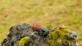 Red volcanic rock on stone with moss
