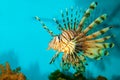 Red or Volitan Lionfish Royalty Free Stock Photo