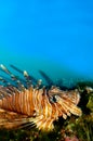 Red or Volitan Lionfish Royalty Free Stock Photo
