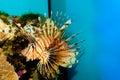 Red or Volitan Lionfish Royalty Free Stock Photo