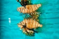 Red or Volitan Lionfish Royalty Free Stock Photo