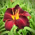 `Red Volunteer` daylily close up.