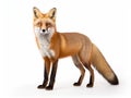 Red Vulpes isolated