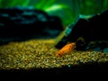 Red Wagtail Platy Xiphophorus maculatus in a fish tank Royalty Free Stock Photo