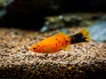 Red Wagtail Platy Xiphophorus maculatus in a fish tank Royalty Free Stock Photo