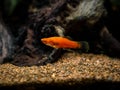 Red Wagtail Platy Xiphophorus maculatus in a fish tank with blurred background Royalty Free Stock Photo