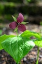 Red Wake Robin Trillium erectum, maroon flower