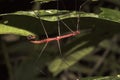 Red Walkingstick from Ecuador Royalty Free Stock Photo