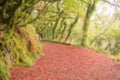 Red walkway amidst green trees